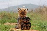 YORKSHIRE TERRIER 640